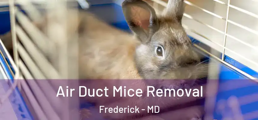 Air Duct Mice Removal Frederick - MD